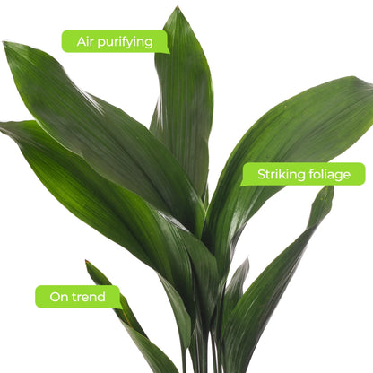 Cast Iron Plant Aspidistra Elatior Indoor House Plants Evergreen Tall Exotic