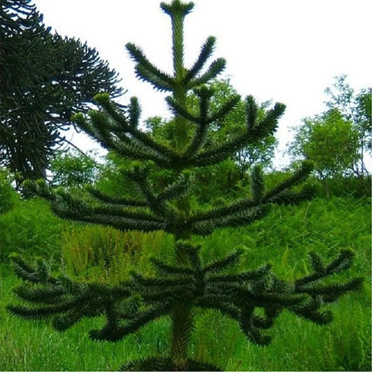 Araucaria Araucana Monkey Puzzle Tree Outdoor Garden Strong Healthy Plant in Pot