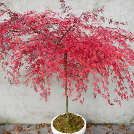 Acer palmatum dissectum 'Emerald Lace' | Japanese Maple Deciduous Tree In Pot
