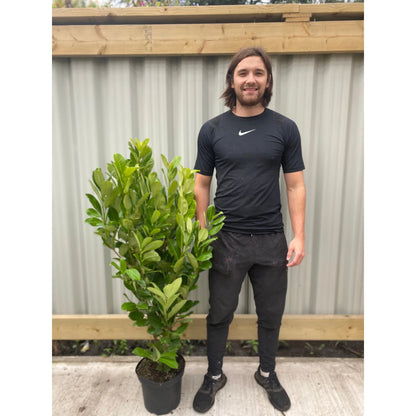 4-5ft Potted Cherry Laurel Hedging (120-150cm) 10 plants