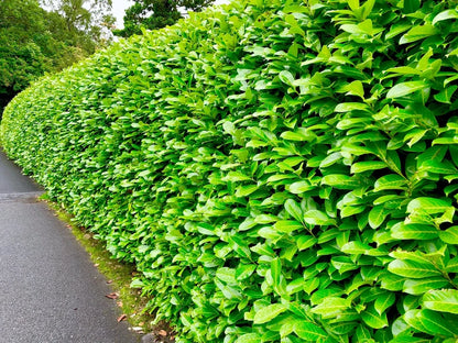 2-3ft Cherry Laurel Hedging 60-90cm Evergreen Laurels for hedging 2l potted