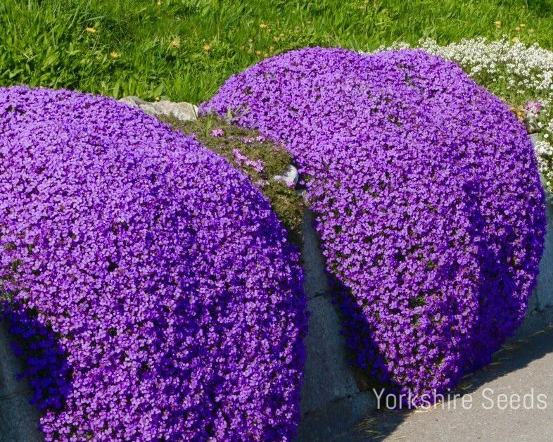 Herb Thyme - Purple Creeping - 900 Seeds