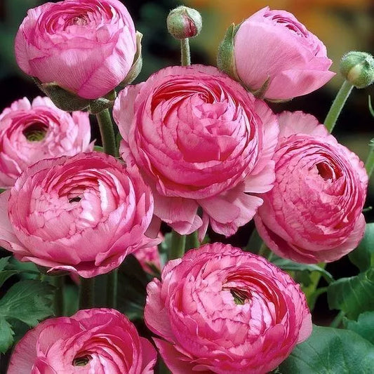 20 Ranunculus Asiaticus PINK Summer Flowering Bulbs Persian Buttercup Corms