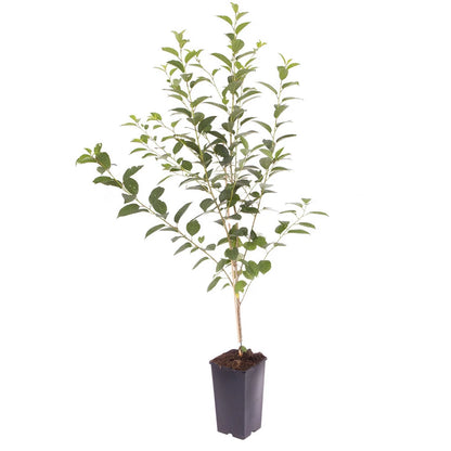 Cherry Bush 'Porthos' Prunus Avium Plant in 3L Pot