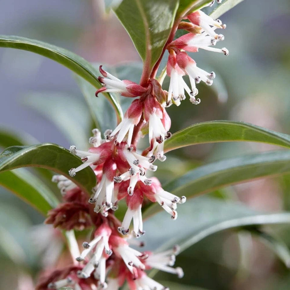 Sarcococca hookeriana Winter Gem Sweet Box 3Lt Pot Evergreen Plants