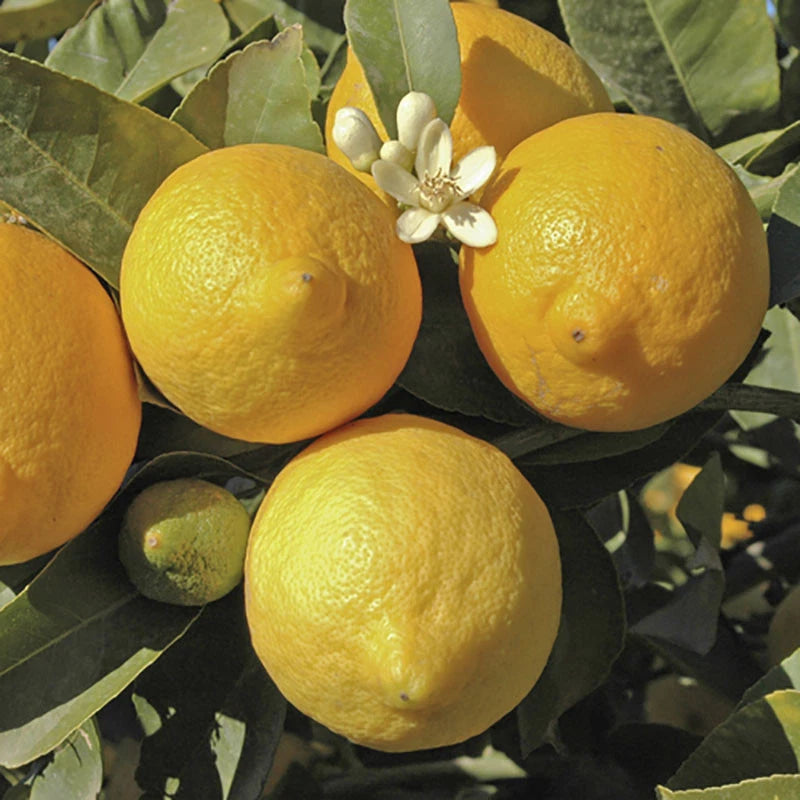 Lemon Lunario, Fragrant and Fruiting, 70-90cm Tall, 4L Potted