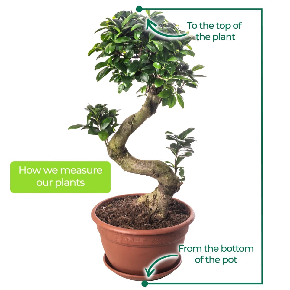 Ficus Ginseng Bonsai Tree Tall Indoor Plants Exotic Large Trees For Your Home