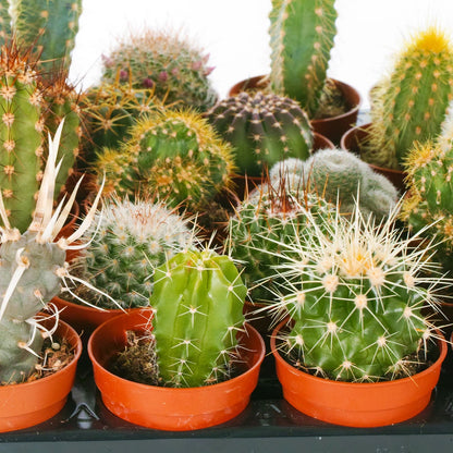 Cactus Mix - 10 Plants - House / Office Live Indoor Pot Plant - Ideal Gift