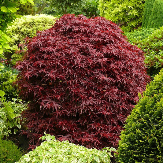 Acer palmatum Shaina - Japanese Maple | Large Outdoor Garden Ready Tree in Pot