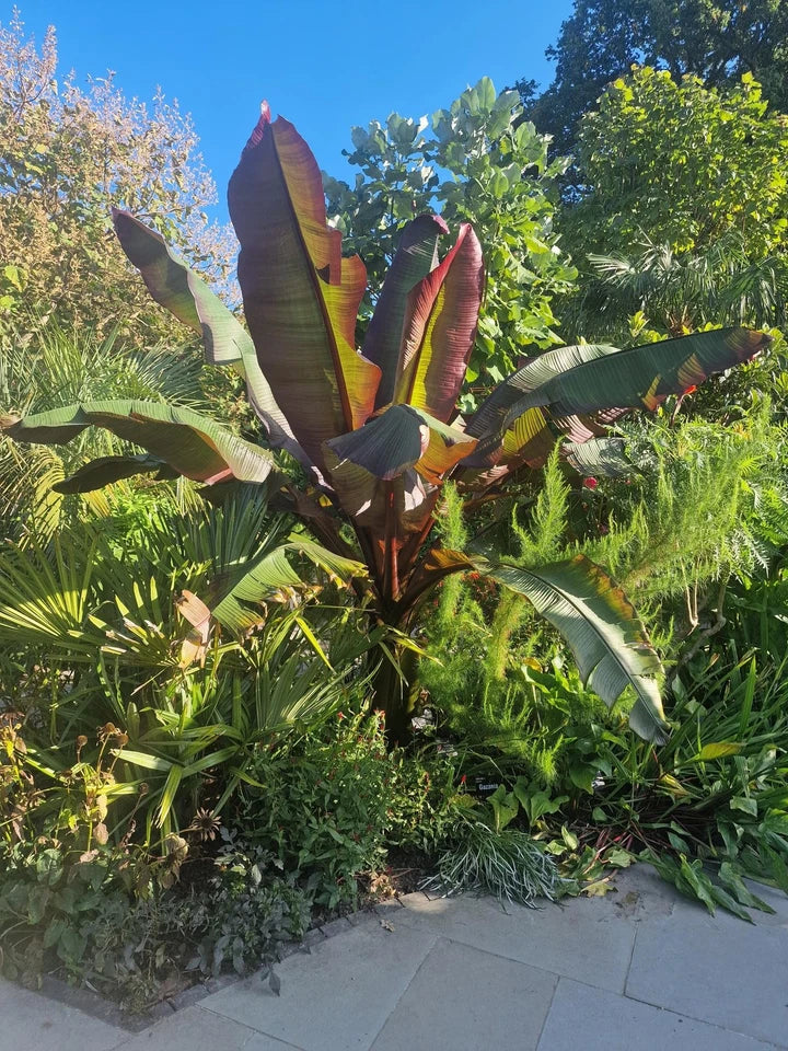 Ensete ventricosum Maurelii - Red Abyssinian Banana - Plant in 5 L Pot