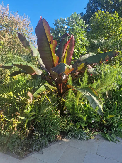 Ensete ventricosum Maurelii - Red Abyssinian Banana - Plant in 5 L Pot