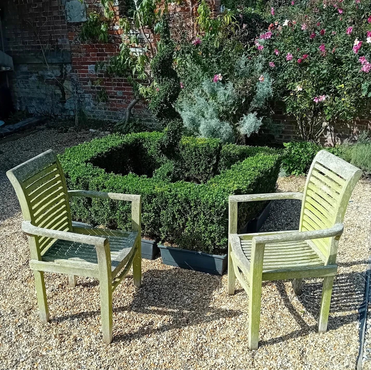 Buxus sempervirens (common box) instant hedging plants in troughs 50cm long