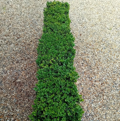 Buxus sempervirens (common box) instant hedging plants in troughs 50cm long