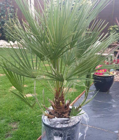 Hardy Fan Palm Chamaerops humilis 60-80cm Tall Bushy incl.pot