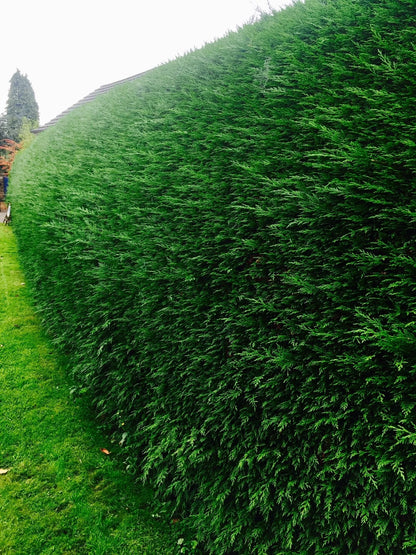 100 Green Leylandii Hedging Evergreen Conifer Plants Fast Growing 40-60cm Potted