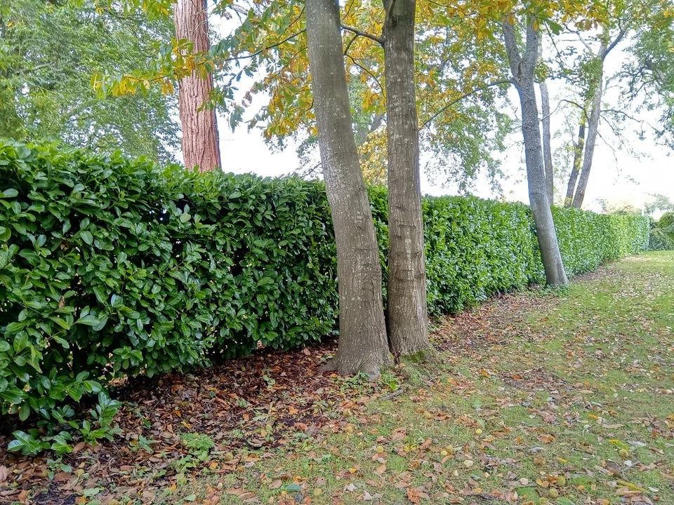 10 Cherry Laurel Evergreen bare root hedge plants 60-90cm (2-3ft)