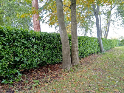 10 Cherry Laurel Evergreen bare root hedge plants 60-90cm (2-3ft)
