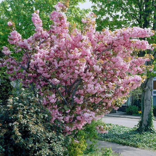 Prunus serrulata Kanzan Japanese Cherry Blossom Tree Ornamental Garden plant (4-5ft,9L Pot)