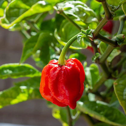 Chilli Plants - 'Carolina Reaper' - 3 x Large Plug Plant Pack