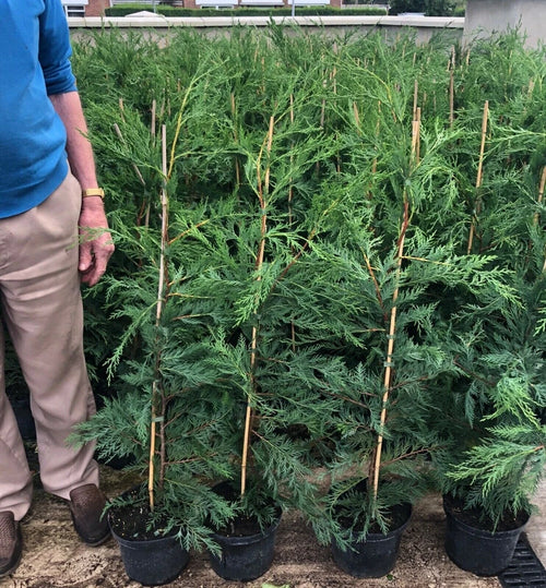 10 X 60-90cms LEYLANDII GREEN EVERGREEN HEDGING CONIFERS 2LTR POTS 2-3ft