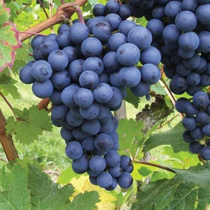 3 x Grape Vine Plant Mix - Garden Climbing Fruit Plant Grow Your Own Grapevine