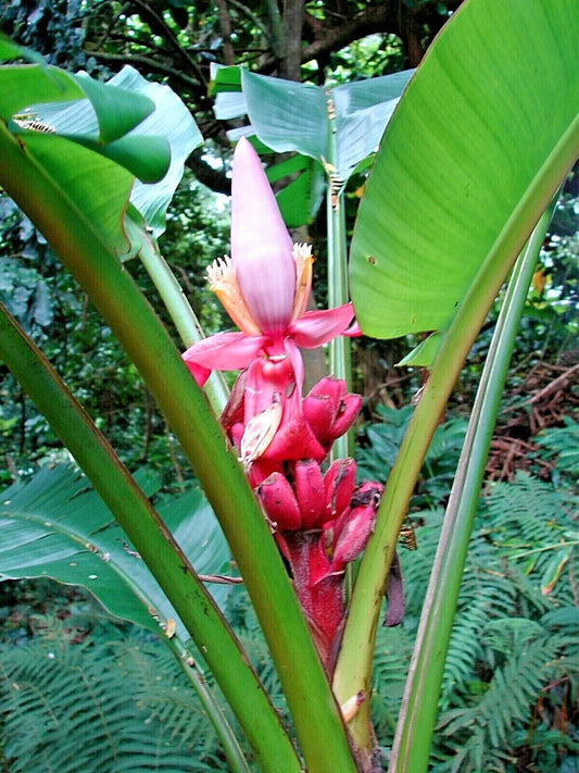 Banana Musa velutina 20 seeds