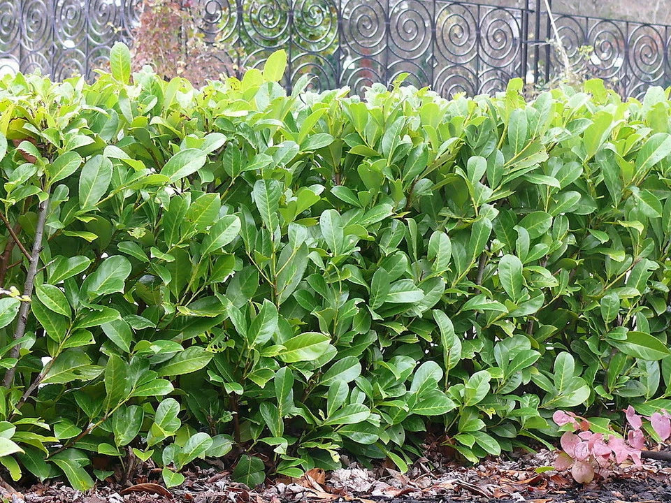40x Cherry Laurel Hedging Plants 30-50cm Tall Potted