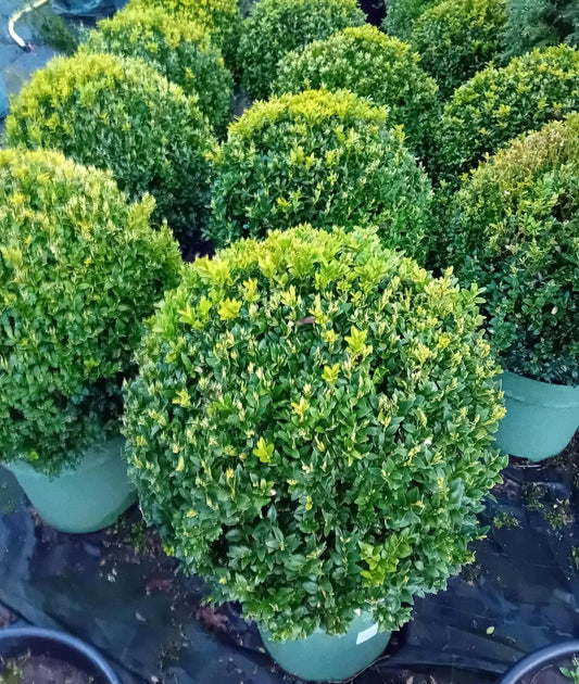 Buxus sempervirens (common box) topiary ball 45-50cm diameter