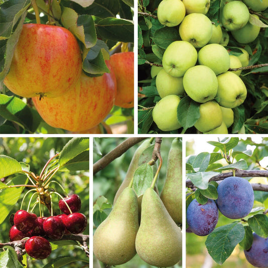 Patio Fruit Tree Plants Garden Collection 5 Different Varieties 5 x 9cm Pots