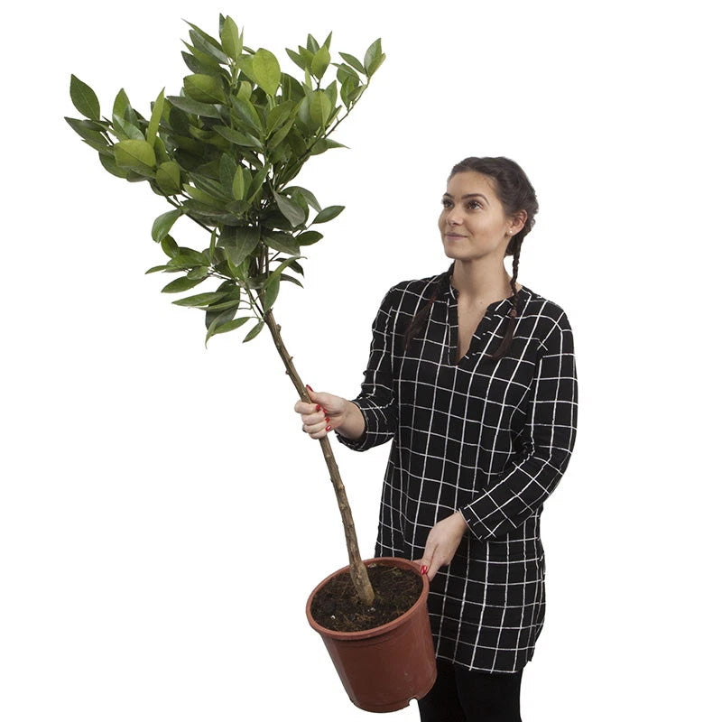 Lemon Lunario, Fragrant and Fruiting, 70-90cm Tall, 4L Potted