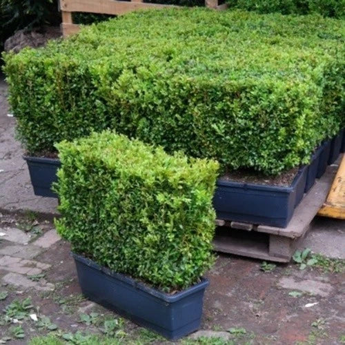 Buxus sempervirens (common box) instant hedging plants in troughs 50cm long