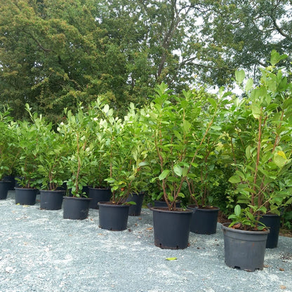 Laurel hedging plant(s) 20/30l pot 180-200cm height