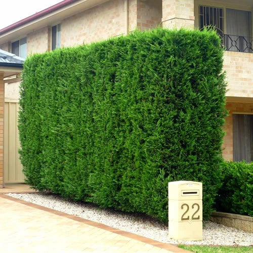 10 Green Leylandii Hedging Evergreen Conifer Plants Fast Growing 40-60cm Potted