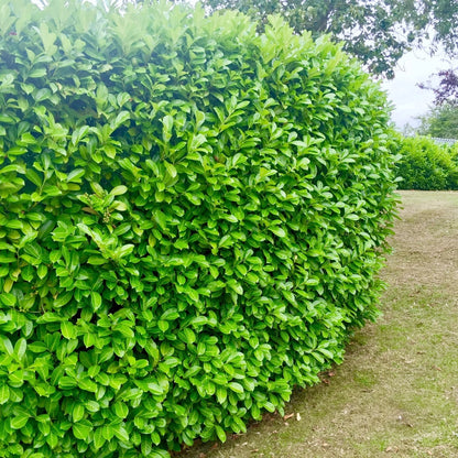 100 Cherry Laurel Hedging 40-60cm Tall Potted