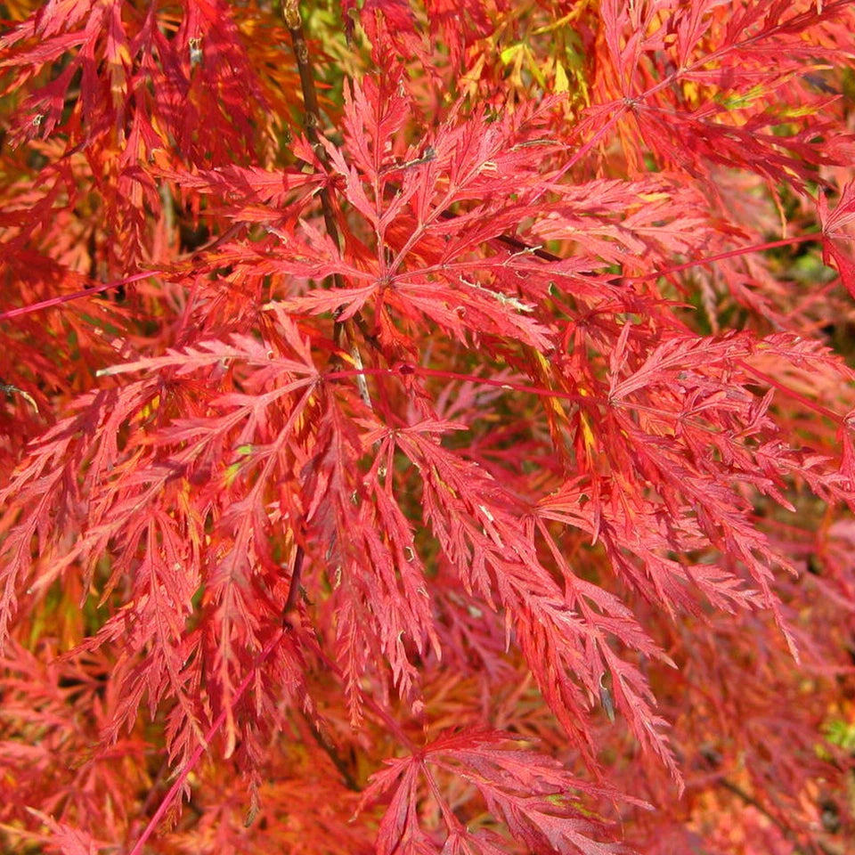 Acer palmatum dissectum 'Emerald Lace' | Japanese Maple Deciduous Tree In Pot