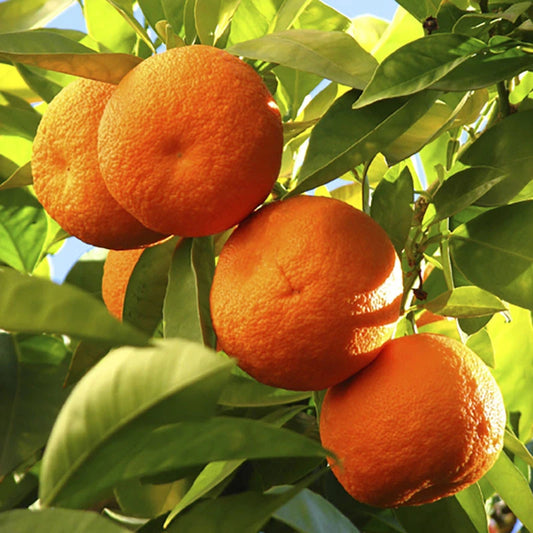Orange Tree Plant Large Fully Mature Seedless Citrus Fruit in Pot 80cm Tall
