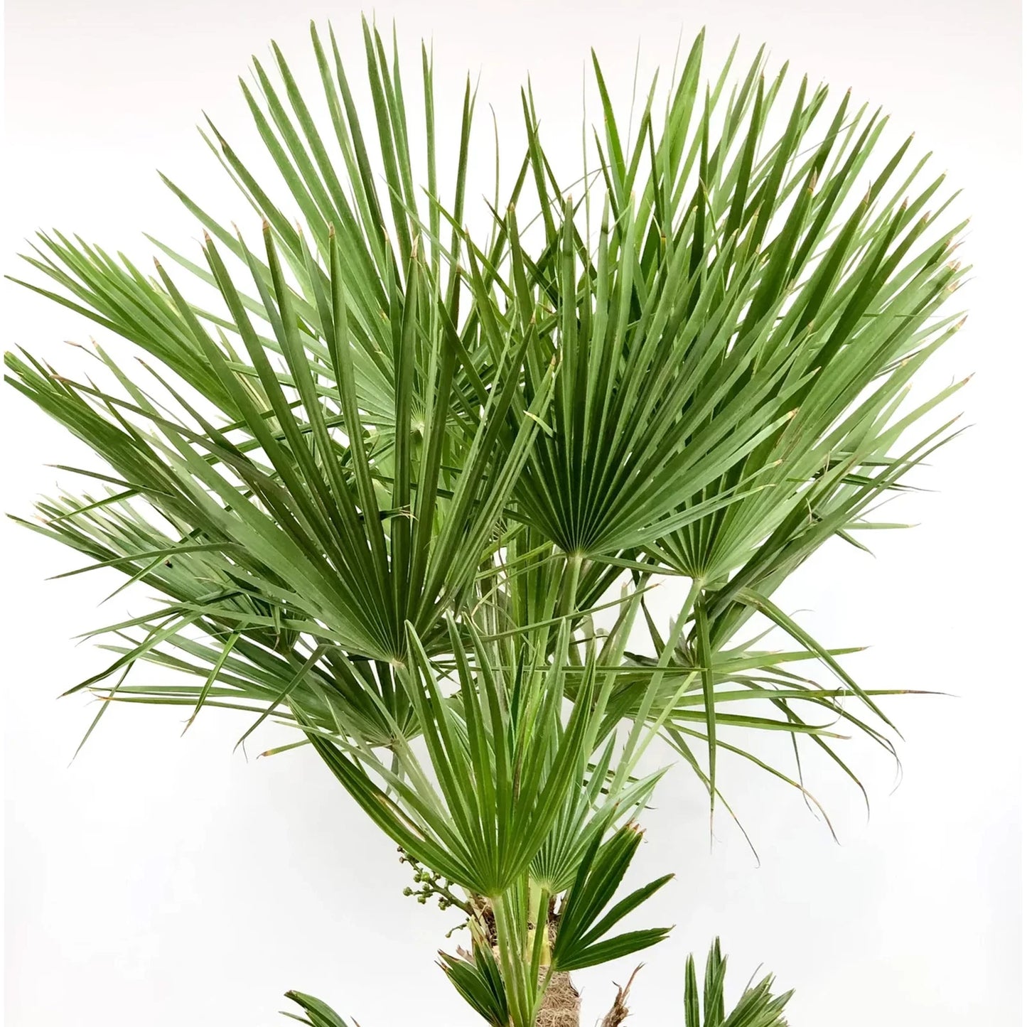 Hardy Fan Palm Chamaerops humilis 60-80cm Tall Bushy incl.pot