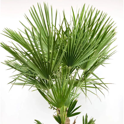 Hardy Fan Palm Chamaerops humilis 60-80cm Tall Bushy incl.pot