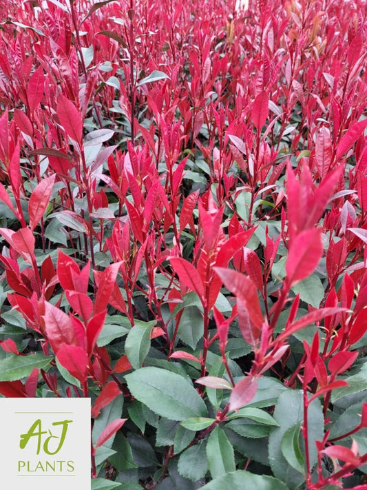 10x Photinia x fraseri Carre Rouge - Hedging - 40-60cm - 3 Litre Pot - Plant