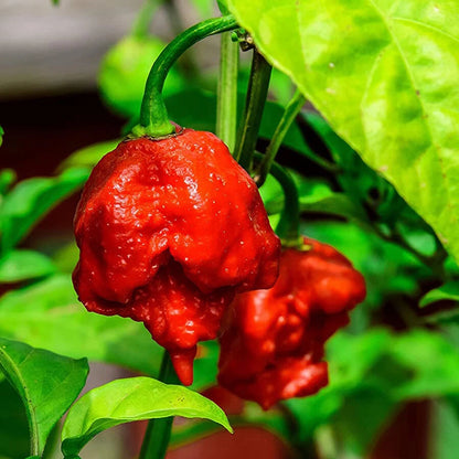 Chilli Plants - 'Carolina Reaper' - 3 x Large Plug Plant Pack
