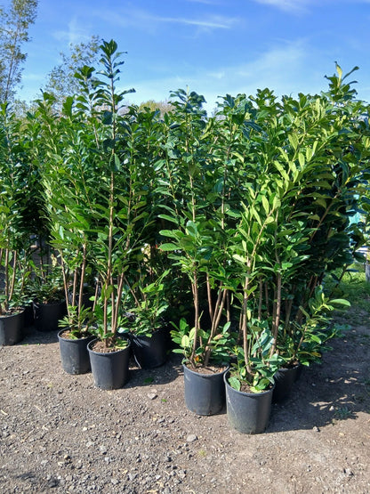 6ft 4x Cherry Laurel Hedging Plants Evergreen Amazing Quality 180cm 20L Pots