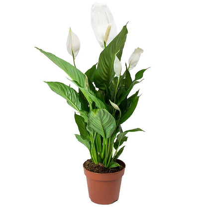 Spathiphyllum 'Peace Lily' House Plant - Live Indoor House Potted Tree In 9cm
