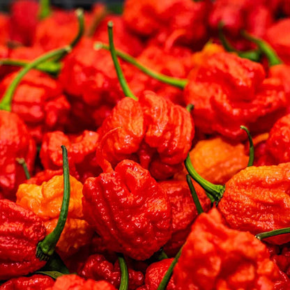 Chilli Plants - 'Carolina Reaper' - 3 x Large Plug Plant Pack