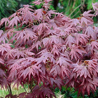 Acer 'Atropurpureum' palmatum Japanese Maple Deciduous Garden Plant In Pot