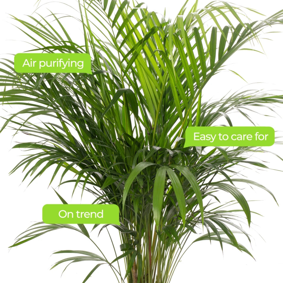 Areca Palm Large Indoor House Plant Real Tropical Exotic Evergreen Tall