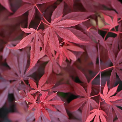 Acer Palmatum Atropurpureum Hardy Japanese Garden Maple Tree 9cm Plant Pot