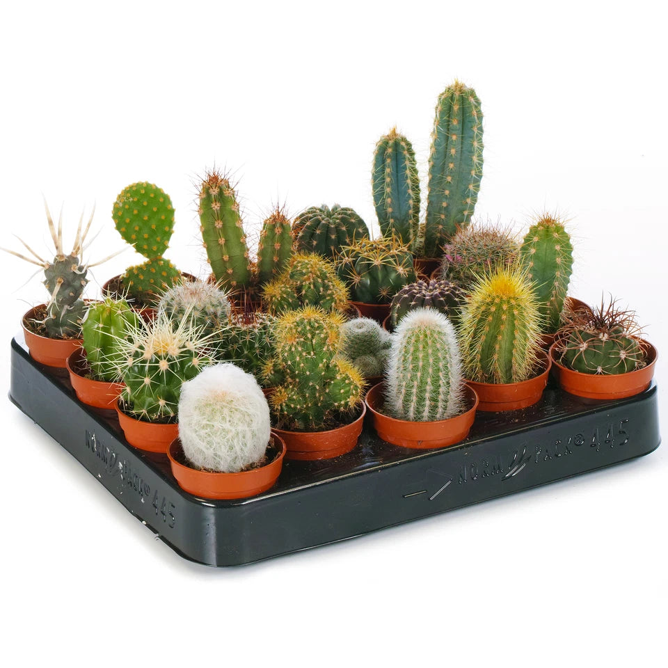 Cactus Mix - 10 Plants - House / Office Live Indoor Pot Plant - Ideal Gift