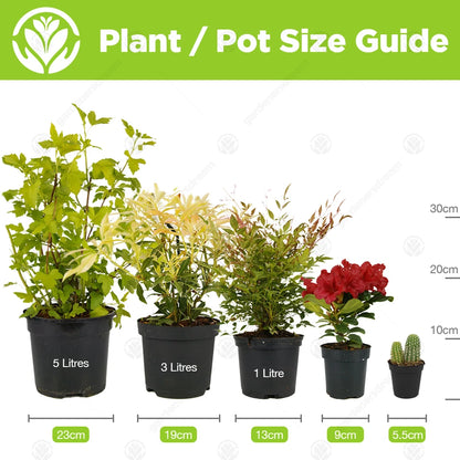 Acer palmatum Shaina - Japanese Maple | Large Outdoor Garden Ready Tree in Pot