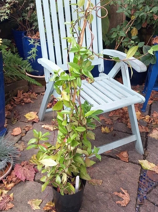 4ft Evergreen Star Jasmine TRACHELOSPERMUM White Scented Flowers 3l Pot Climber