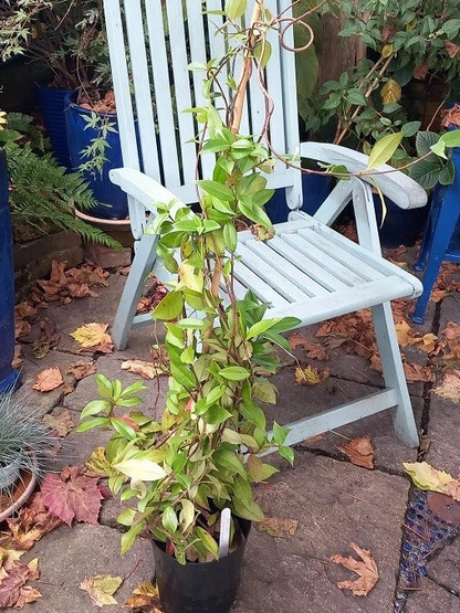 4ft Evergreen Star Jasmine TRACHELOSPERMUM White Scented Flowers 3l Pot Climber